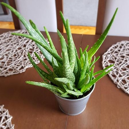 Apartament Janowskie Blonia 루미아 외부 사진